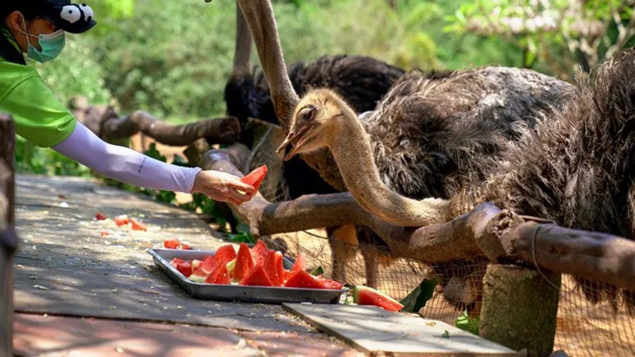 Hainan zoo helps keep animals cool in scorching summer