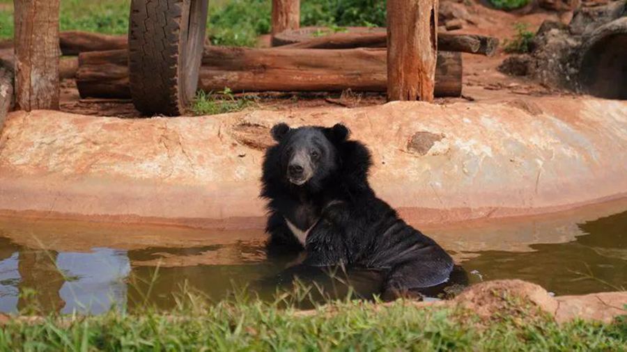 Hainan zoo helps keep animals cool in scorching summer