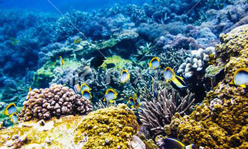 Young Chinese researcher “plants” corals on seabed