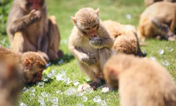Hainan zoo helps keep animals cool in scorching summer