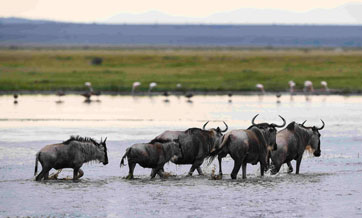 Wildlife smuggling busted in China's Heilongjiang
