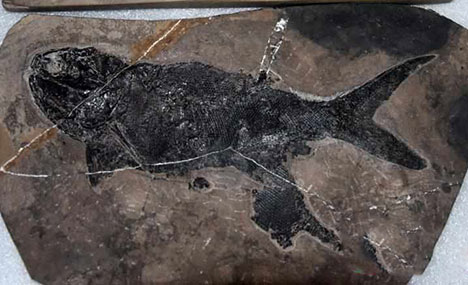 Chinese scientists discover ray-finned fish fossil 244 mln-year ago