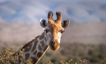 South Africa to roll out eVisas to visitors from China, India, Nigeria, Kenya and 10 other countries