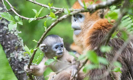 In pics: golden monkeys in Shennongjia National Park