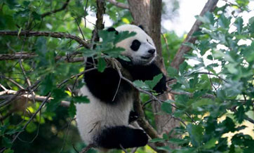 In pics: giant panda cub at Smithsonian's National Zoo