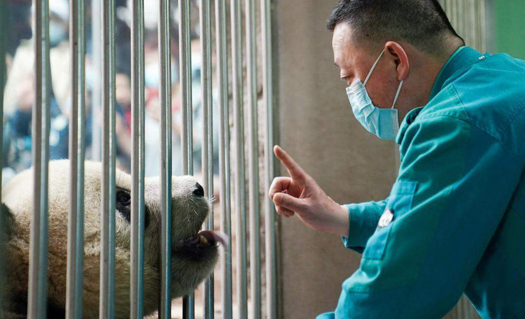 Pic story: feeder of giant pandas in Beijing