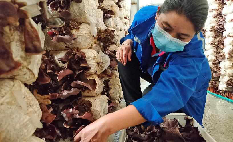Pic story of Luopu’s edible fungi industry in Xinjiang