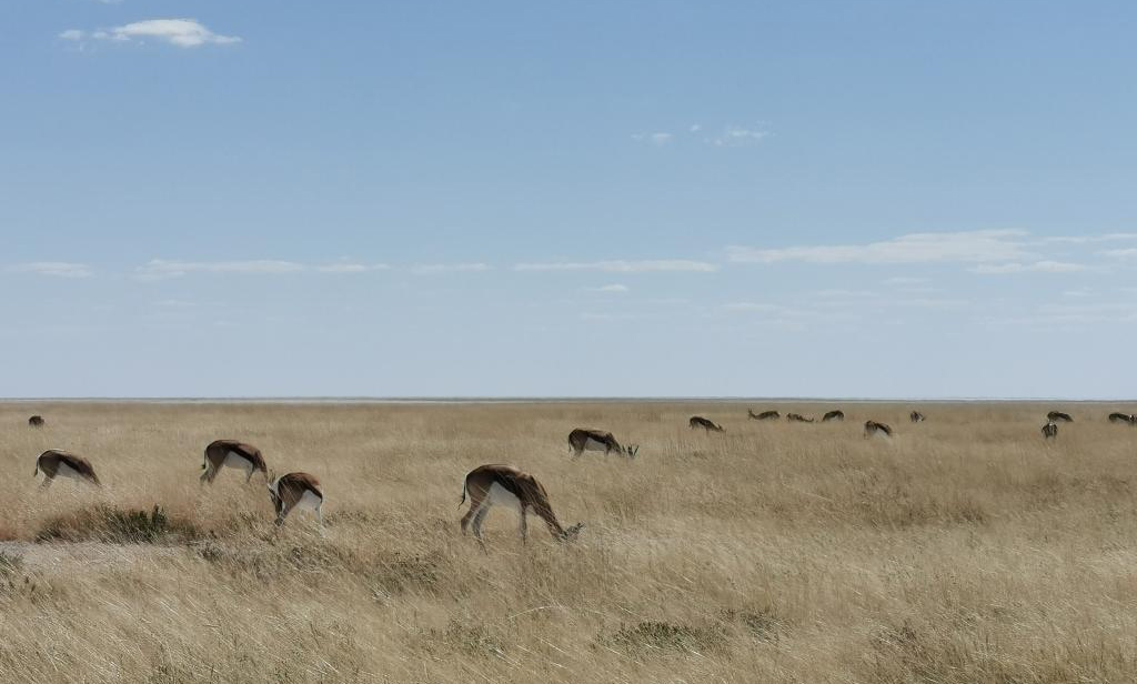 In pics: Etosha National Park in Namibia