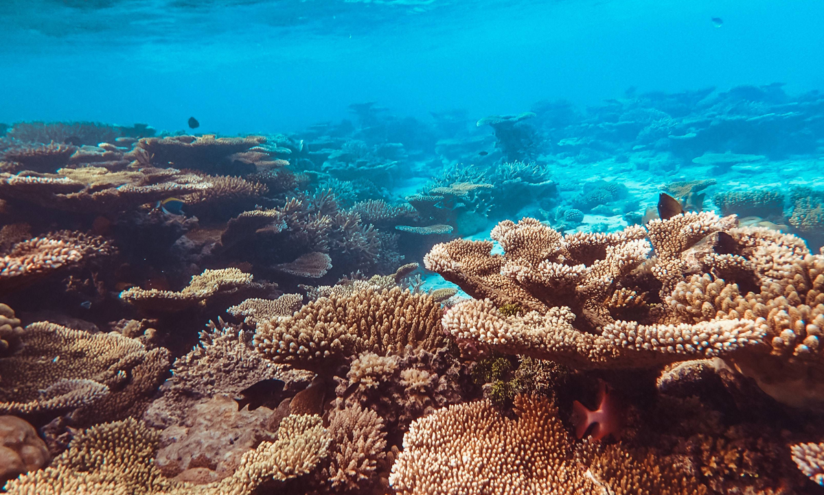 Coral reefs need to be protected as "rainforests of the sea": Jordanian scientist