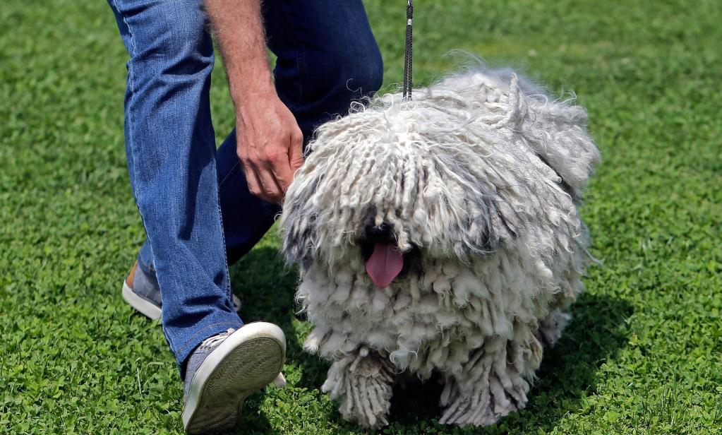 Dog show held near Bucharest, Romania