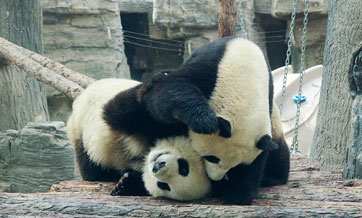 Countries need to foster synergy in restoring biodiversity