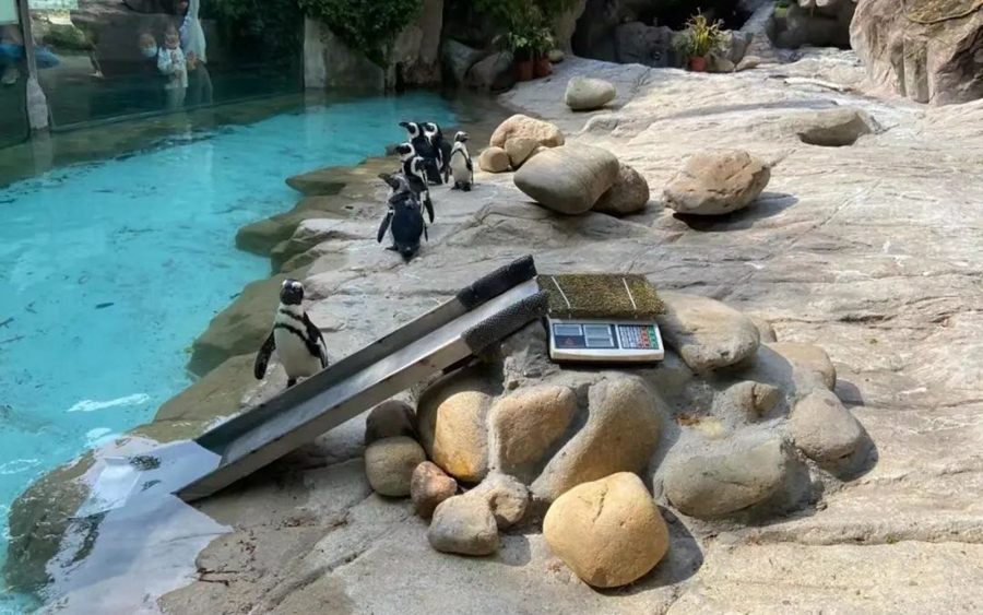 Shanghai zoo keeps penguins cool in summer heat