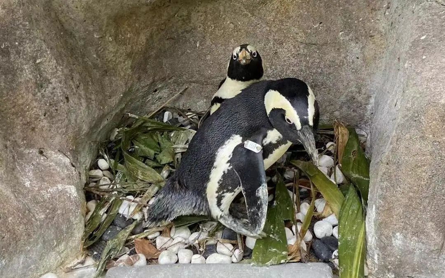 Shanghai zoo keeps penguins cool in summer heat