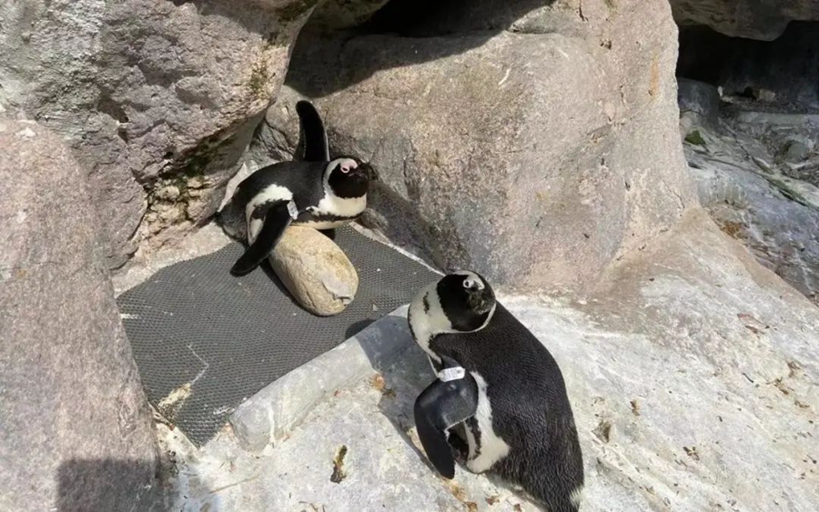 Shanghai zoo keeps penguins cool in summer heat