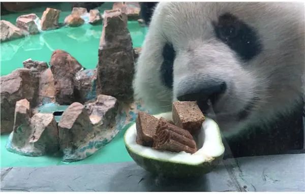 Shanghai zoo keeps penguins cool in summer heat