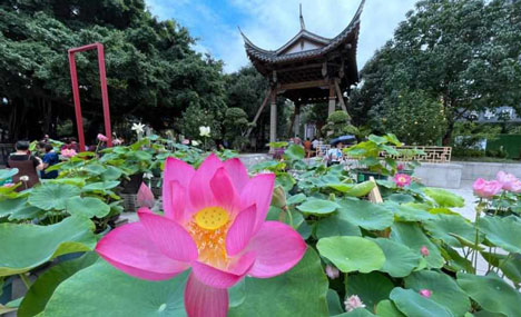 Lotus flowers bloom in Fuzhou in early summer