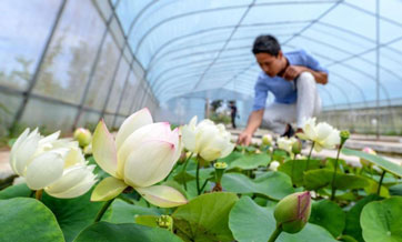 Mini lotus planting becomes new way to increase income in N China