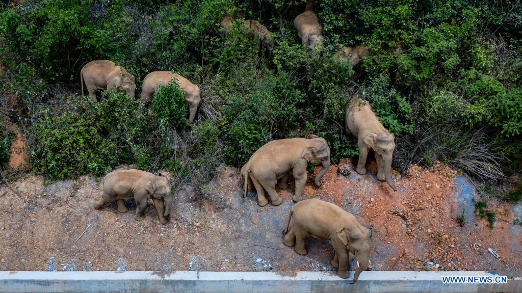 Wild Asian elephants migrating northward in southwest China