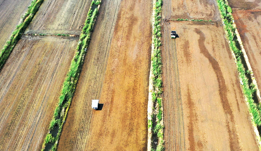 Rice transplanting totally mechanized in N China’s Tianjin