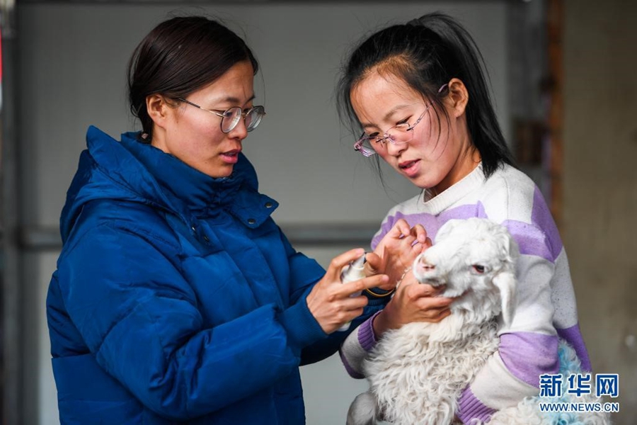 Young sisters turn to farming, sheep raising to help cancer-stricken father