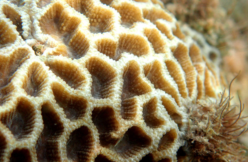 S China's Hainan home to restored coral oases