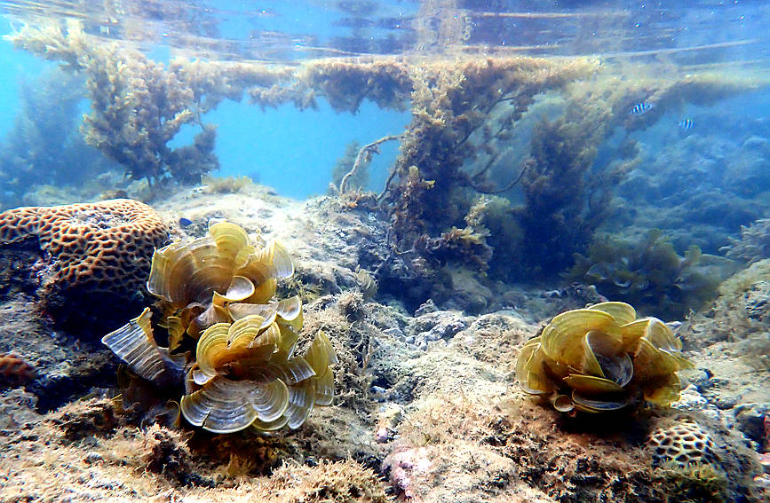 S China's Hainan home to restored coral oases