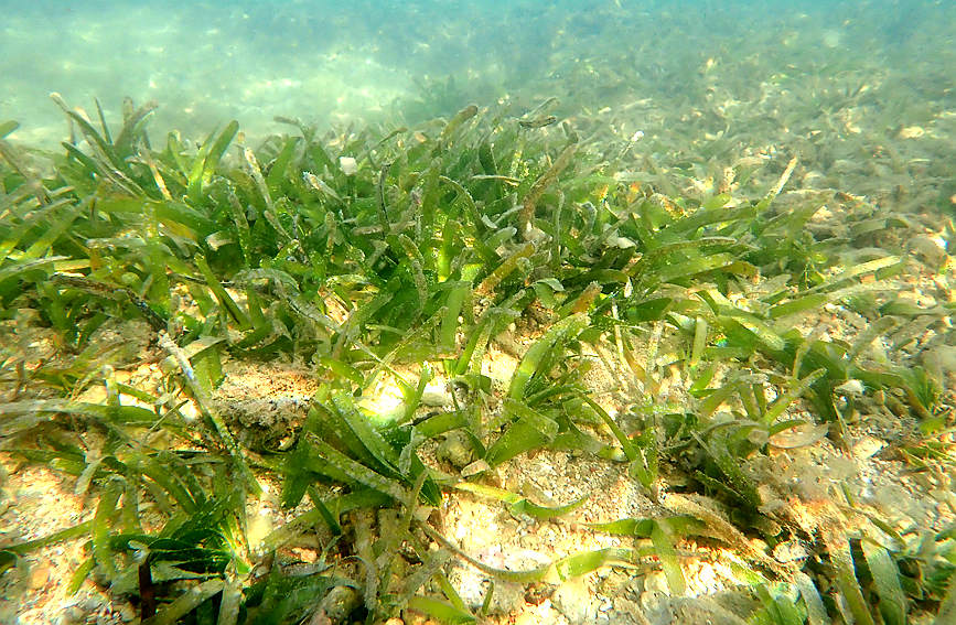 S China's Hainan home to restored coral oases