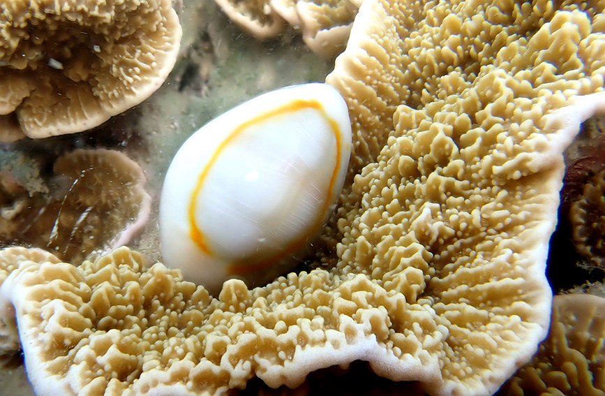 S China's Hainan home to restored coral oases