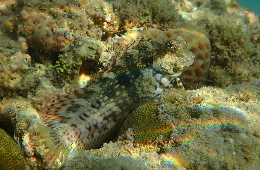 S China's Hainan home to restored coral oases