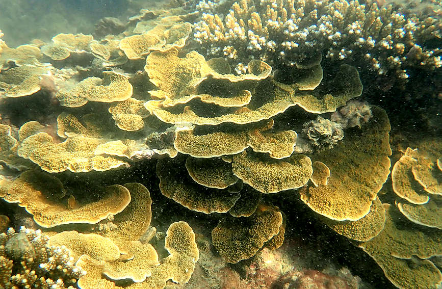 S China's Hainan home to restored coral oases