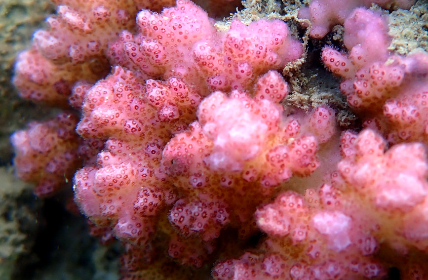 S China's Hainan home to restored coral oases