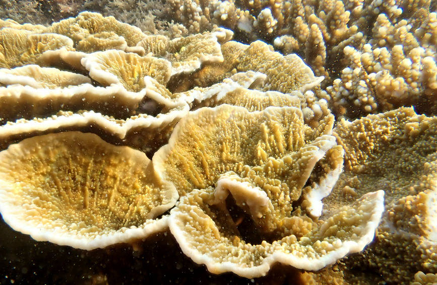 S China's Hainan home to restored coral oases