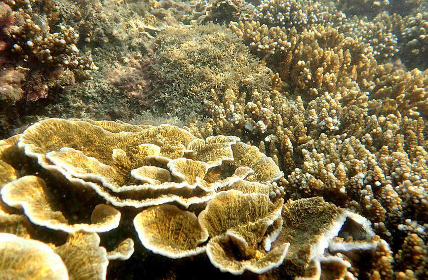 S China's Hainan home to restored coral oases