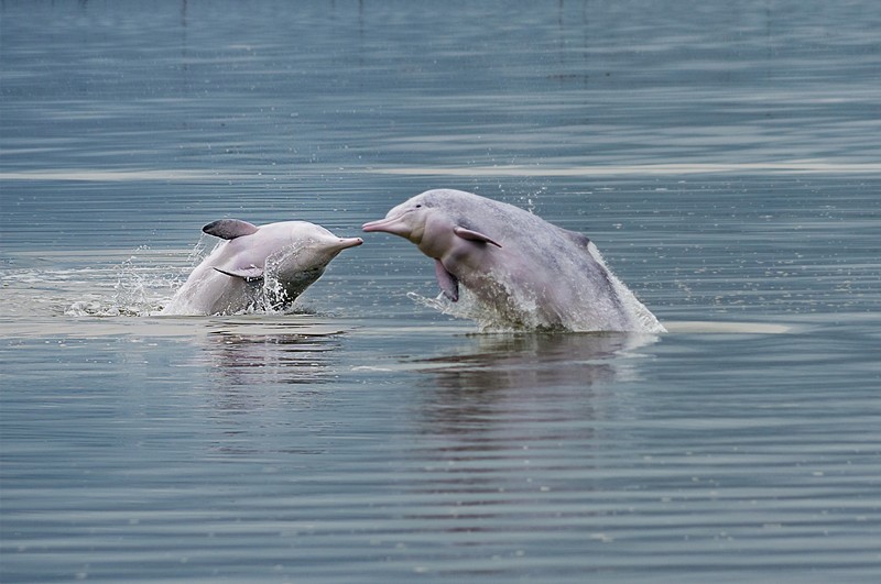 China vigorously promotes protection of marine biodiversity