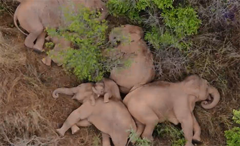 China's migrating elephant herd heads southwest