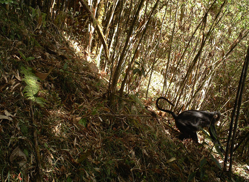 PhD student devotes eight years to protecting critically endangered snub-nosed monkeys