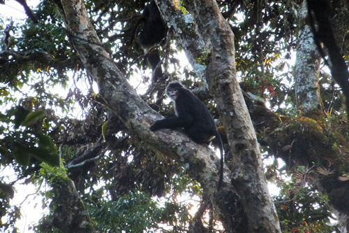 PhD student devotes eight years to protecting critically endangered snub-nosed monkeys