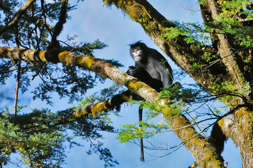 PhD student devotes eight years to protecting critically endangered snub-nosed monkeys