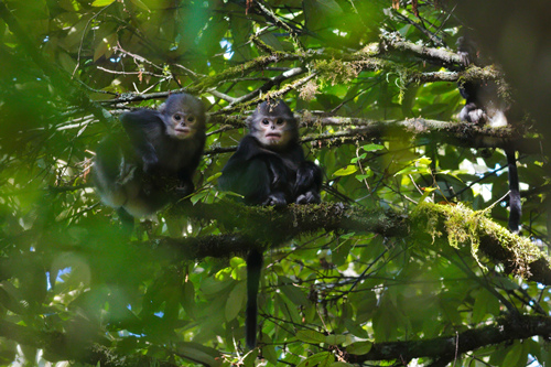 PhD student devotes eight years to protecting critically endangered snub-nosed monkeys