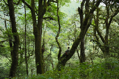 PhD student devotes eight years to protecting critically endangered snub-nosed monkeys