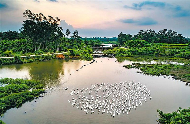 In pics: Wetland protects ecology of Haikou, south China’s Hainan