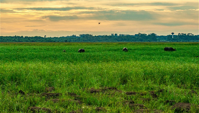 In pics: Wetland protects ecology of Haikou, south China’s Hainan