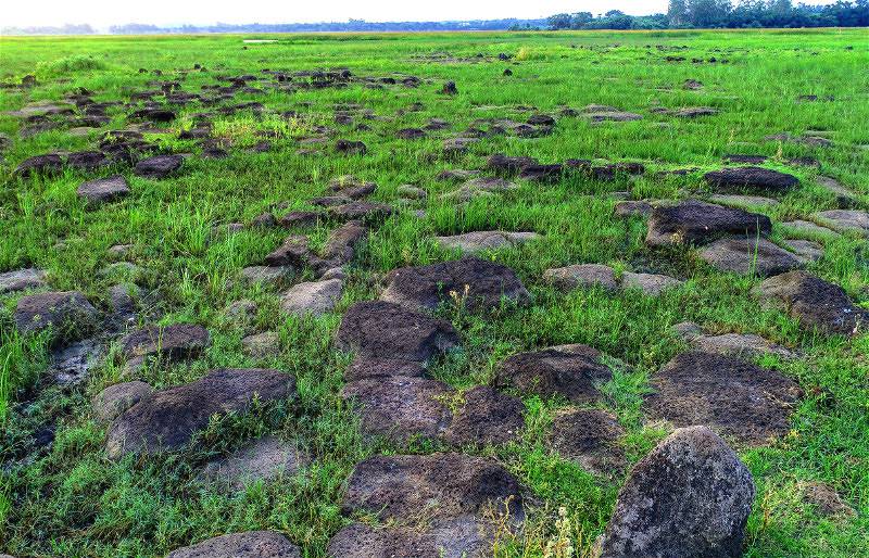 In pics: Wetland protects ecology of Haikou, south China’s Hainan