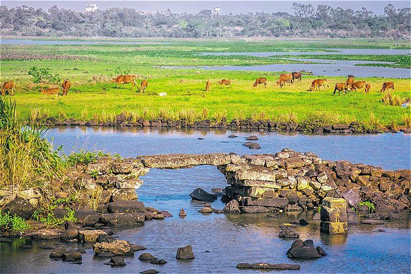 In pics: Wetland protects ecology of Haikou, south China’s Hainan