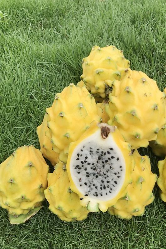 A peek into tropical fruit tree planting base in Hainan, south China