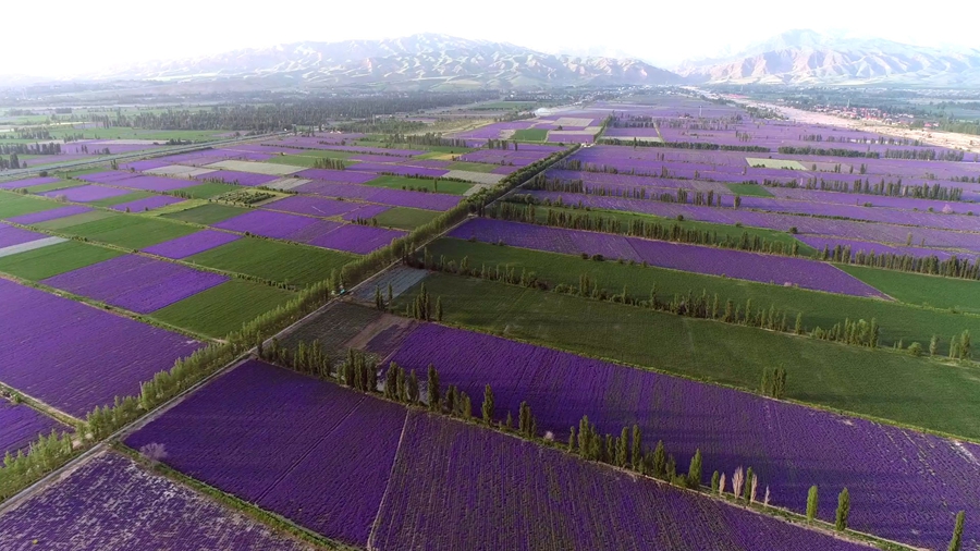 Lavender industry becomes cash cow in NW China’s Xinjiang