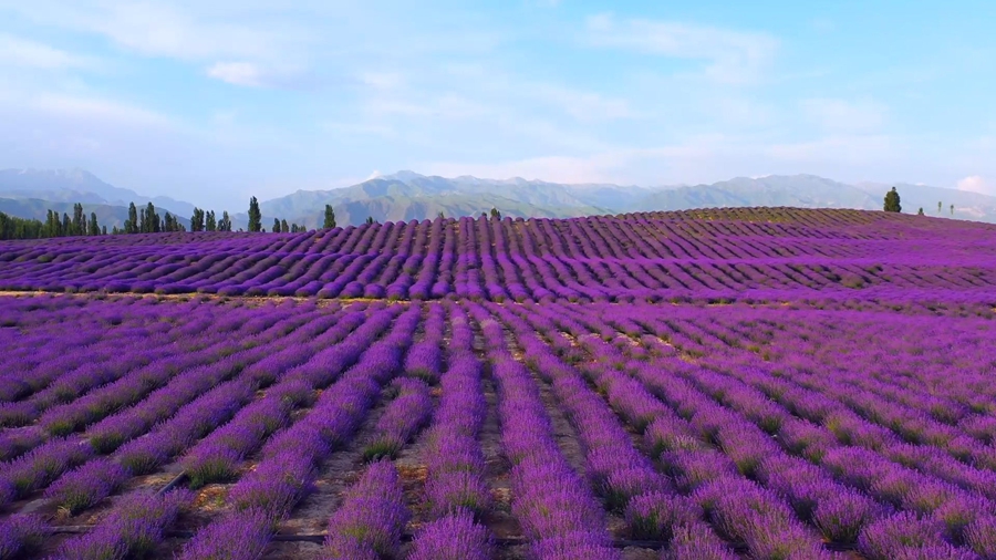 Lavender industry becomes cash cow in NW China’s Xinjiang