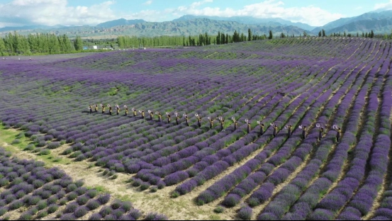 Lavender industry becomes cash cow in NW China’s Xinjiang