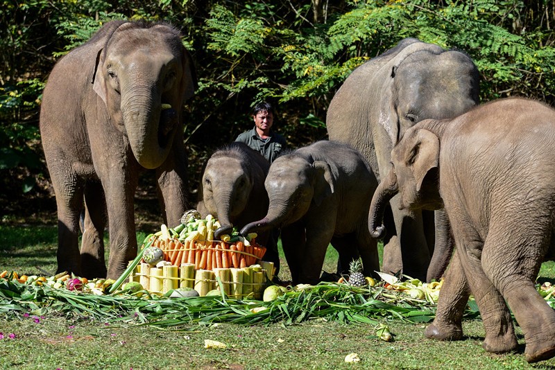 A worker of the Wild Elephant Valley scenic spot in Dai autonomous prefecture of Xishuangbanna, southwest China’s Yunnan province, throws a birthday party for a one-year-old Asian elephant, in a bid to raise public awareness of protecting the animal and help more people learn the achievements in breeding and protecting Asian elephants, Feb. 22, 2021. (People’s Daily Online/Li Ming)