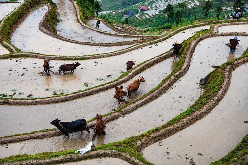 Terraced field in central China's Hunan boosts tourism, agriculture